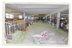 Kalbinnen-Aufzucht mit Qualittsheu aus Heutrocknung - Schneiderbauer-Hof